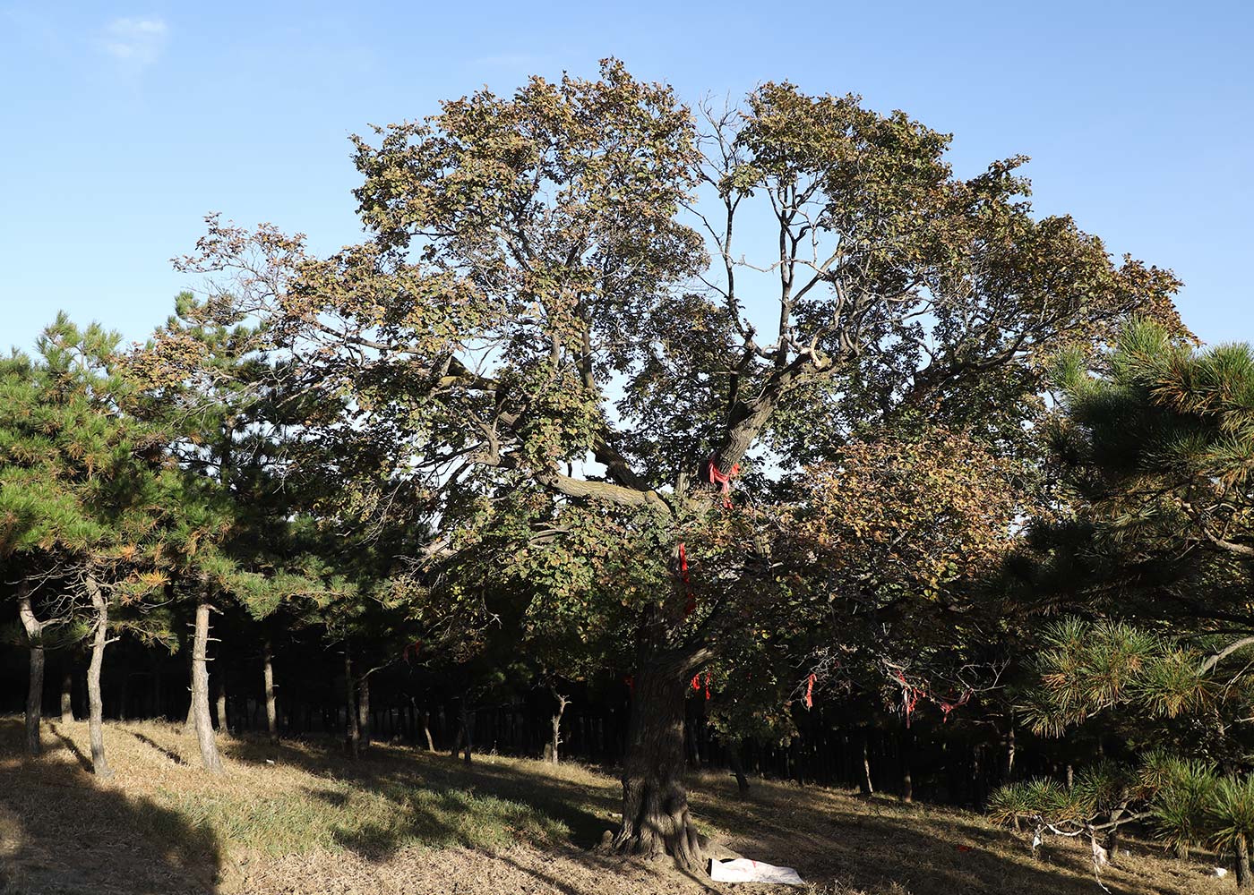 彰武县灵山公墓