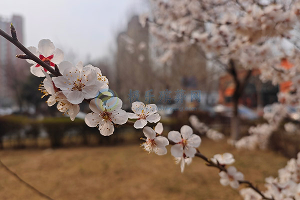 沈阳墓地祭扫高峰提醒：错峰出行，文明安全寄哀思