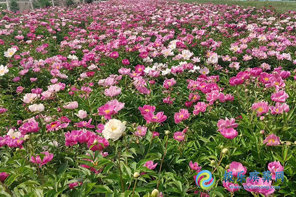 沈阳墓园花葬的价格是多少？花葬费用与选择指南