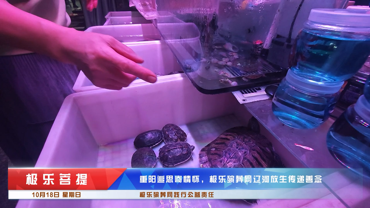 重阳追思寄情怀，极乐殡葬网辽河放生传递善念